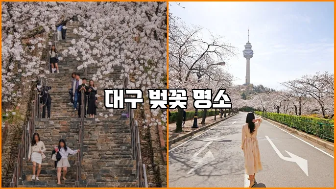 대구 벚꽃 명소