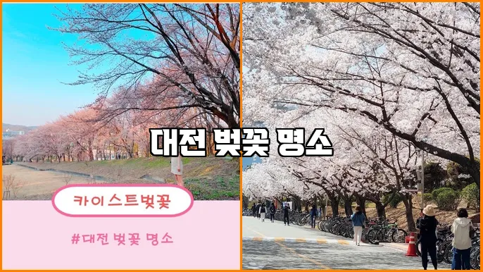 대전 벚꽃 명소