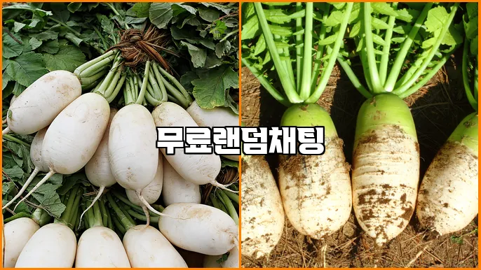 무료랜덤채팅